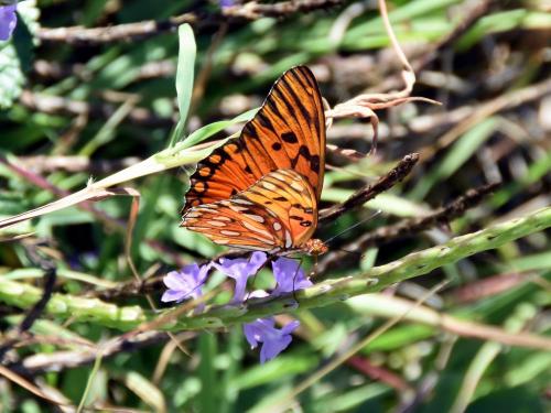 Réf. 245 825 : Agraulis vanillae